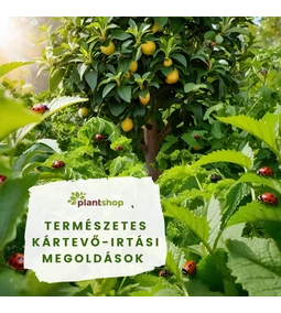 Hogyan növeljük a gyümölcs minőségét és méretét? – Praktikus tippek kertbarátoknak