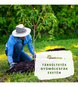 Társültetés gyümölcsfák esetén – mely növények segítik egymást? 