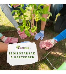 Társültetés gyümölcsfák esetén – mely növények segítik egymást?
