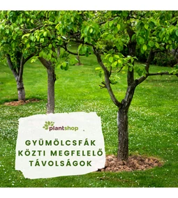 Gyümölcsfák közötti távolság: hogyan tervezzük a kertet, hogy a fák egészségesen fejlődjenek? 