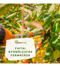 Fiatal gyümölcsfák formázása