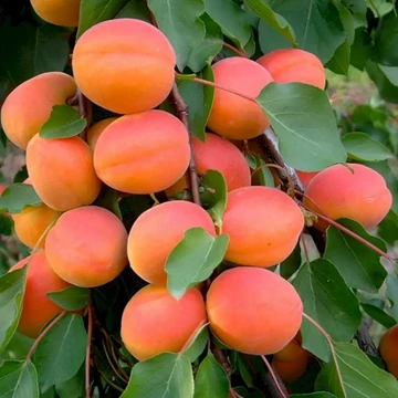 Orangered