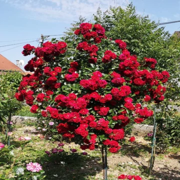 Piros "csüngő"