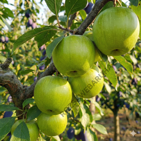 Granny Smith