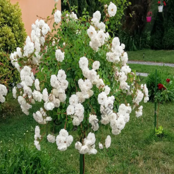 Fehér "csüngő"
