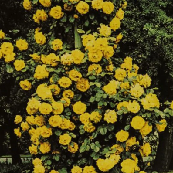 Golden Sowers (futórózsa)