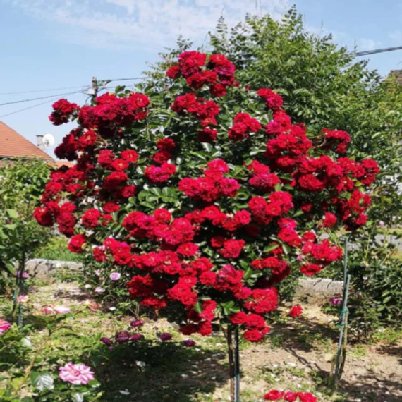 Piros "csüngő"