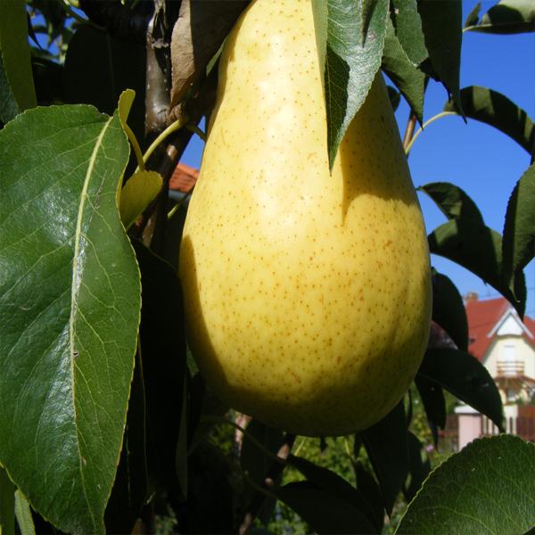 ILONKA (oltvány)