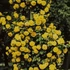 Kép 1/2 - Golden Sowers (futórózsa)
