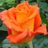 Kép 1/2 - Orange