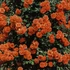 Kép 1/2 - Orange (futórózsa)